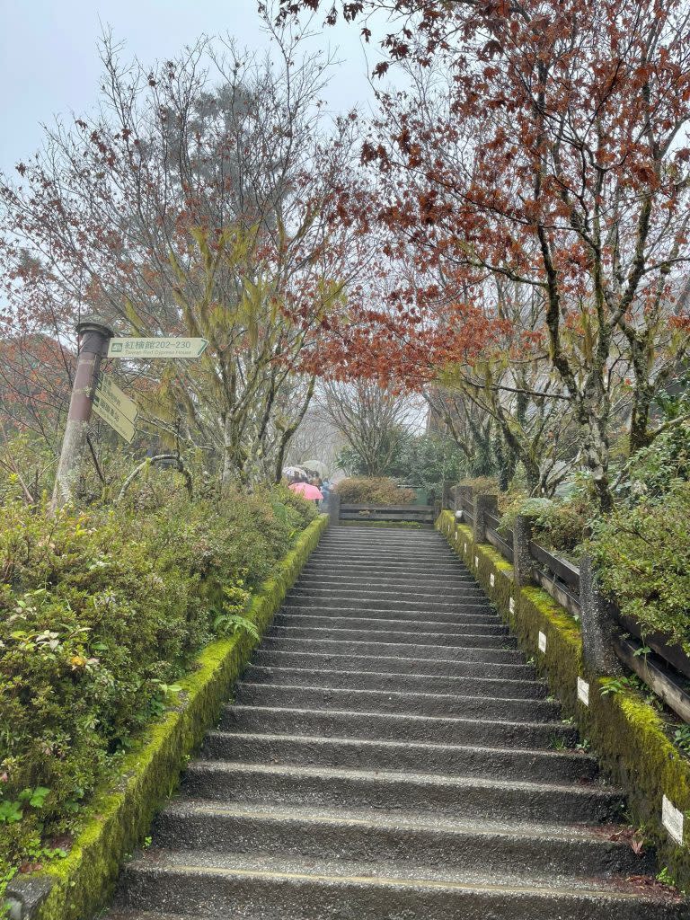 太平山森林遊樂區一覽森林的壯麗。（中華旅行社提供）