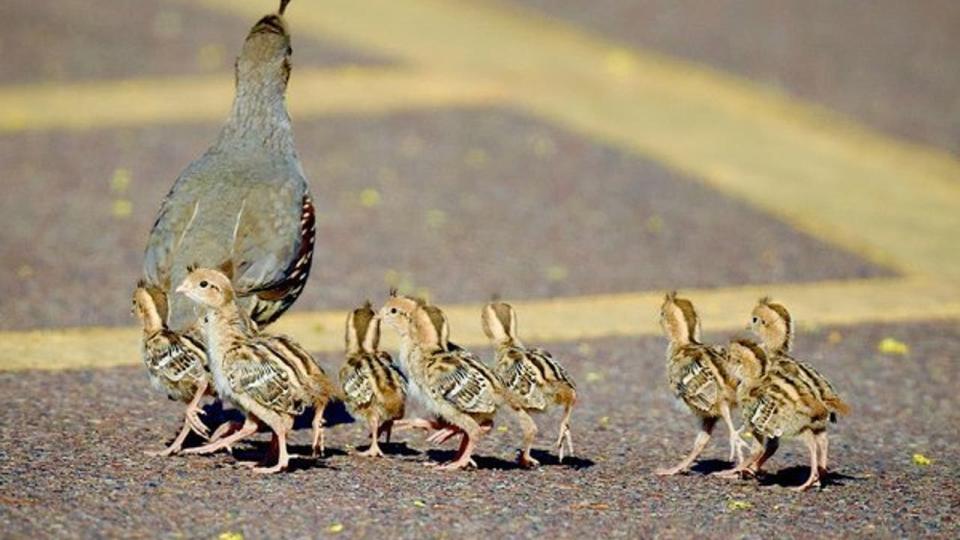 <div>Family crossing! Always be sure to give a parent and the little ones time to cross the road. Thanks to Mark Koster for sharing this sweet photo</div>