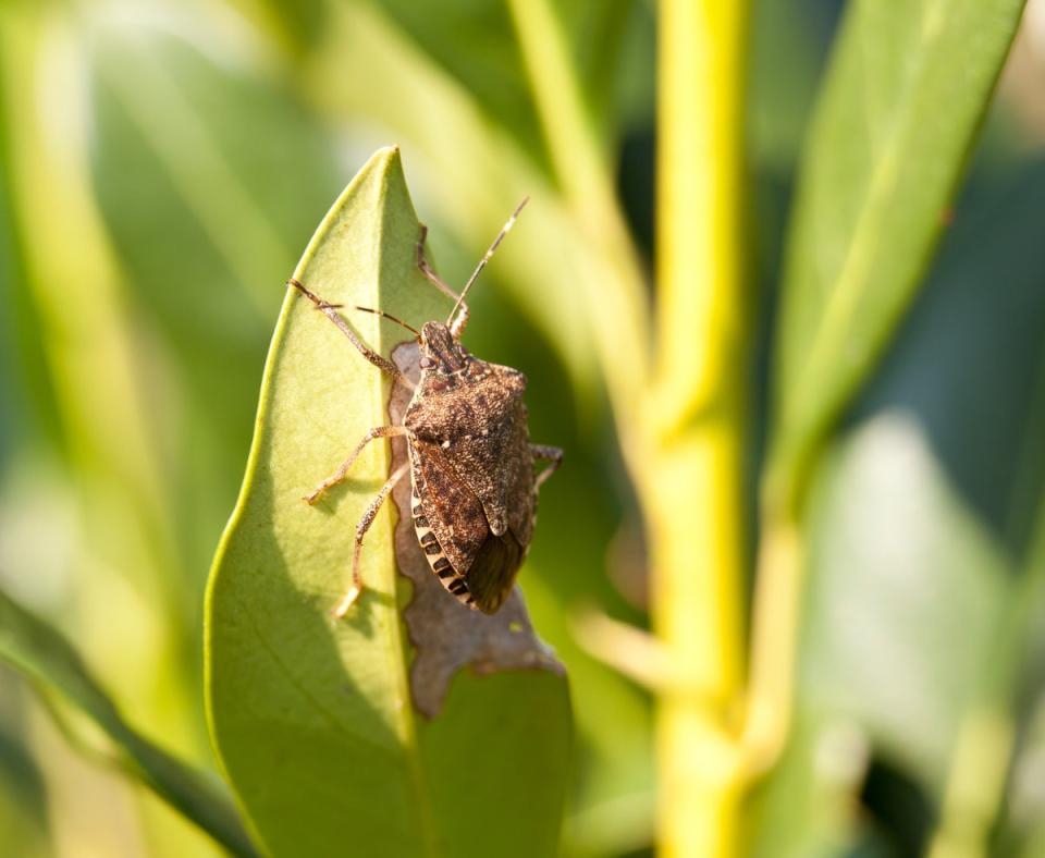 The brown marmorated stink bug’s smell has been described as like rotten fruit or cilantro (Getty Images/iStockphoto)