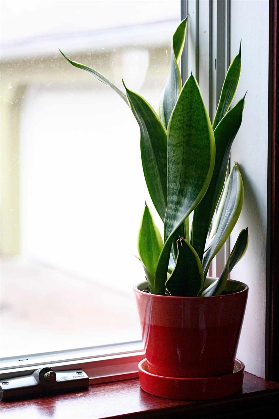 Snake Plant