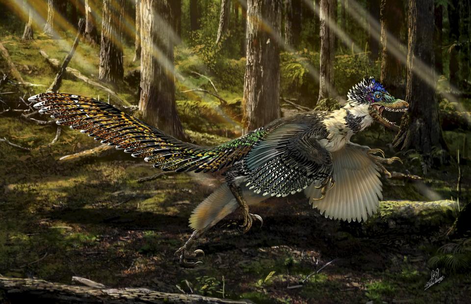 A reconstruction of the new short-armed and winged feathered dinosaur Zhenyuanlong suni from the Early Cretaceous (ca. 125 million years ago) of China is seen in this illustration image provided by the University of Edinburgh on July 15, 2015. Scientists have unearthed a spectacularly preserved, nearly complete fossil in northeastern China of a feathered dinosaur with wings like those of a bird, although they doubt the strange creature could fly. The researchers on July 16, 2015 said the fast-running meat-eater was about 6 feet (1.8 meters) long and covered with simple hair-like feathers over much of its body, with large, quill-like feathers on its wings and long tail. REUTERS/Chuang Zhao/University of Edinburgh/Handout via Reuters ATTENTION EDITORS - FOR EDITORIAL USE ONLY. NOT FOR SALE FOR MARKETING OR ADVERTISING CAMPAIGNS. THIS PICTURE WAS PROVIDED BY A THIRD PARTY. REUTERS IS UNABLE TO INDEPENDENTLY VERIFY THE AUTHENTICITY, CONTENT, LOCATION OR DATE OF THIS IMAGE. THIS PICTURE IS DISTRIBUTED EXACTLY AS RECEIVED BY REUTERS, AS A SERVICE TO CLIENTS. NO SALES. NO ARCHIVES.