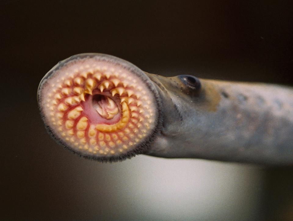 A photograph of a sea lamprey shows the teeth and suction mouth it uses to parasitize fish.