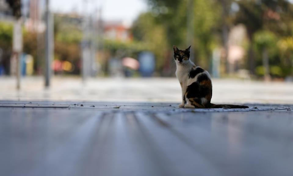 <span>Photograph: Anadolu Agency/Getty Images</span>