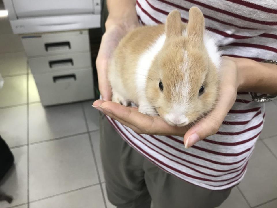 民眾在兔年出現養兔潮，但台北市統計至四月底止，寵物兔棄養數暴增。（動保處提供）