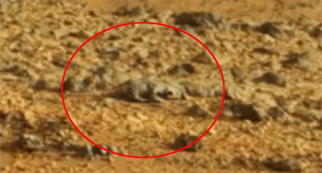 A rat or a rock? Photo: UFOSightingsDaily.com