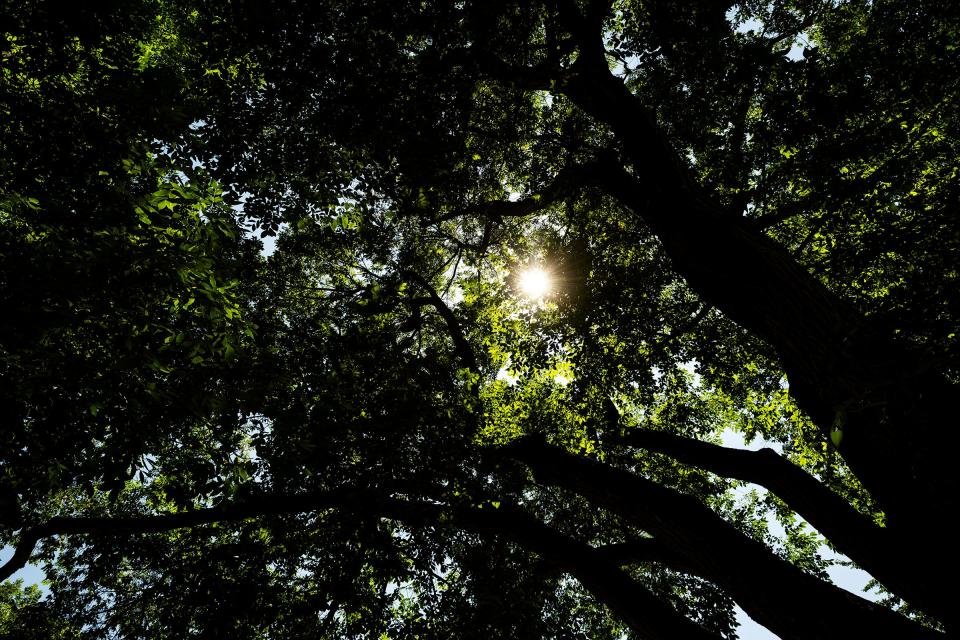 The sun shines through a canopy of trees near City Park on Wednesday, July 10, 2024, in Fort Collins, Colo.