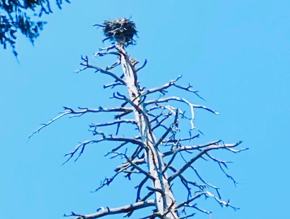 An osprey nest in the Oregon forest.