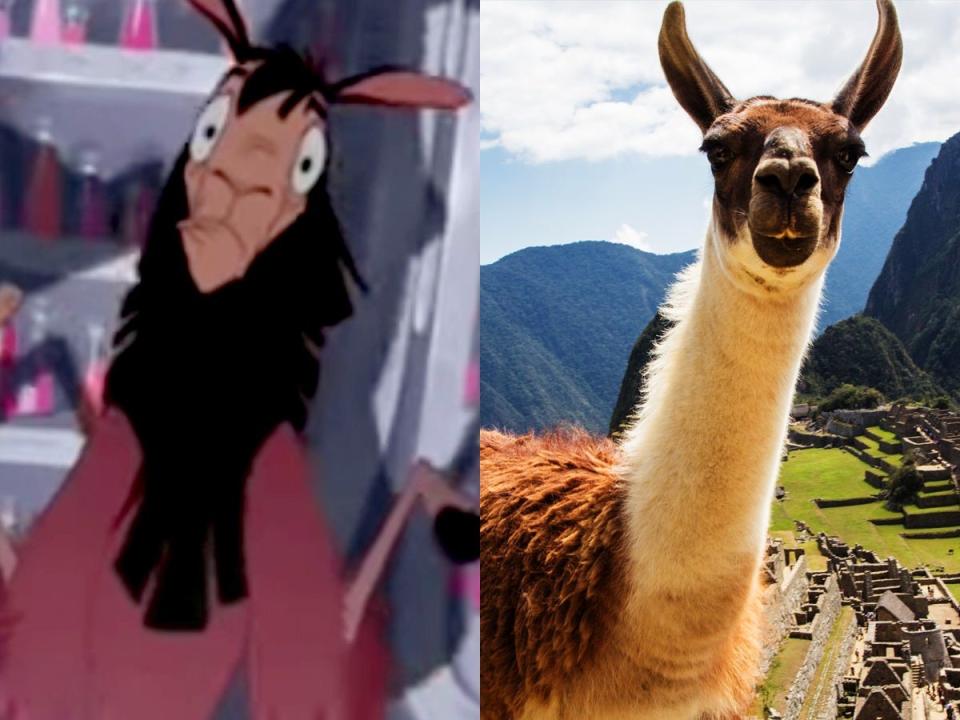 kuzco side by side