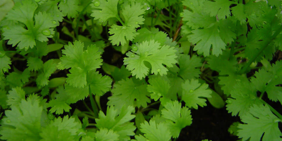 infusión de cilantro