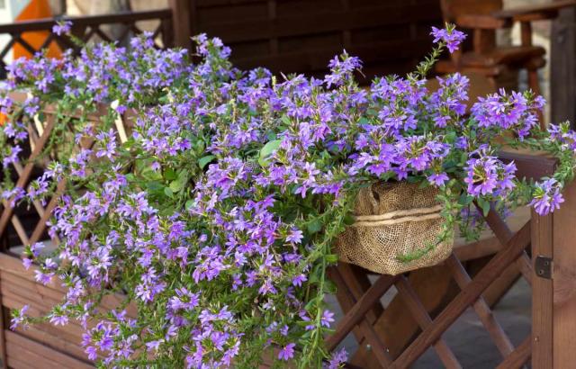 25 Breathtaking Blue Flowers For Your Garden