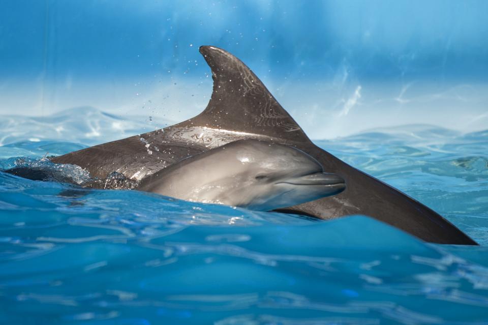 The new-born dolphin called Mir (Peace) swims with his mother named Beauty during a dolphin performance in Nemo dolphinarium in Donetsk, eastern Ukraine, Tuesday, May 6, 2014. Dolphin called Mir (Peace) was born in a dolphinarium on the eve of Labor Day in the restive eastern Ukrainian city of Donetsk. There is hope that the name will serve as a symbol of hope for the troubled region’s future: Peace. Only a few customers attended a dolphin performance Tuesday afternoon, a turnout that company representatives said might have been down to tensions in the city. (AP Photo/Evgeniy Maloletka)