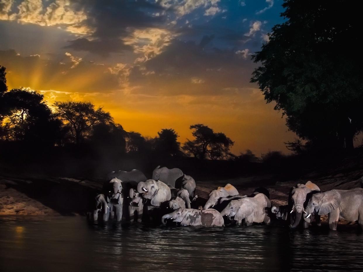 Sahel’s last remaining elephant herd finds refuge in Chad’s Zakouma National Park in 2006: Minden Pictures