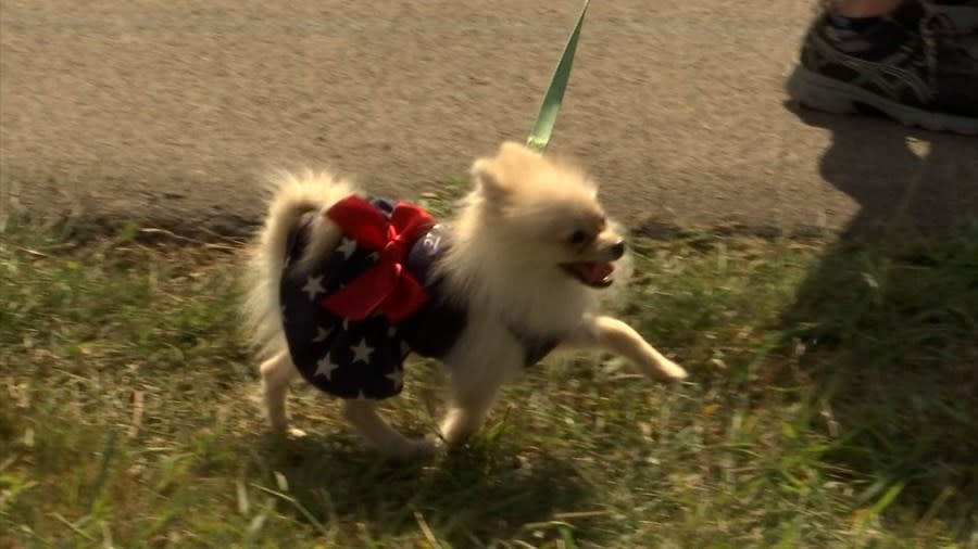 Dogs that participated in the War Dogs Memorial March.