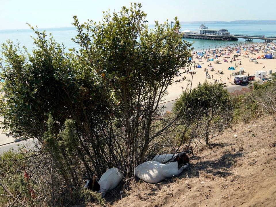 Goats shelter in the shade on the cliffs above Bournemouth beach in Dorset, one of the counties were drought has been declared (PA)