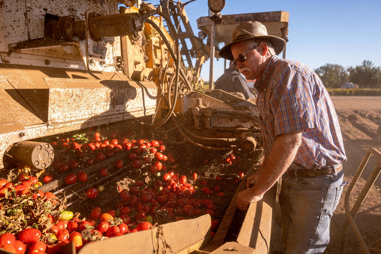 A Tomato Harvest As Supply Is Squeezed By Drought (David Paul Morris / Bloomberg via Getty Images)