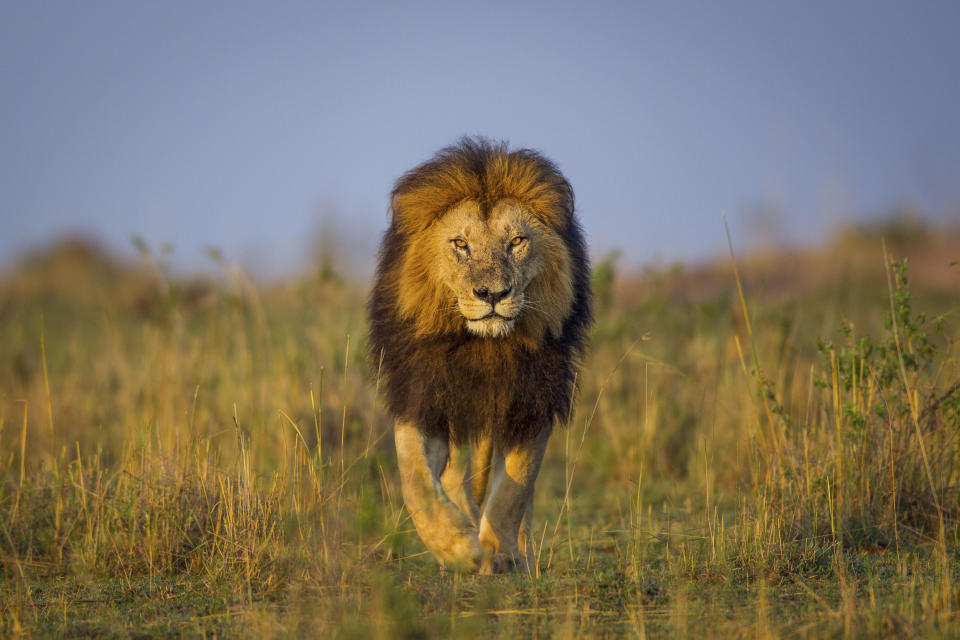 Un león cruza las llanuras del Parque Nacional de Liuwa en Zambia (Foto: Will Burrard-Lucas / Caters News).