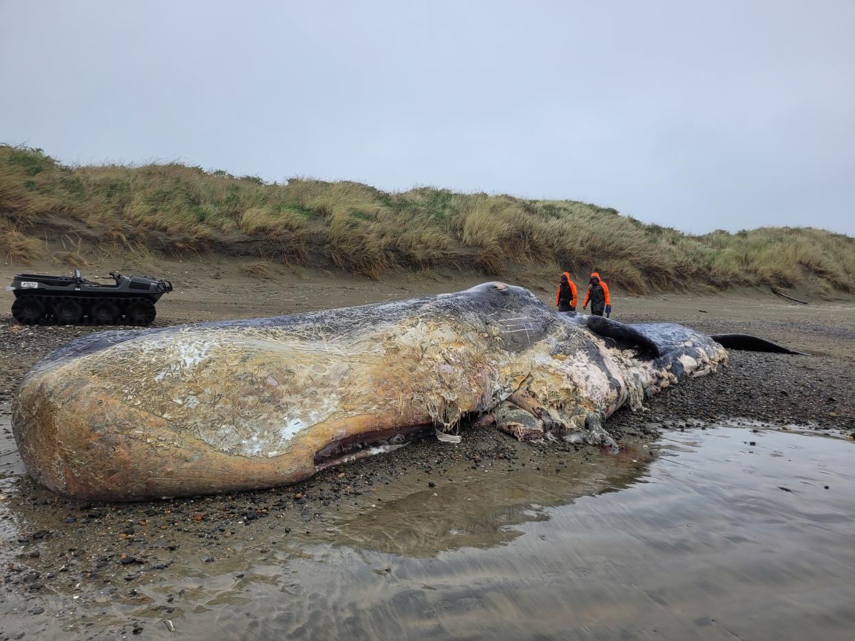 Two DOC workers in heavy coats look at the dead sperm whale on Oreti Beach.