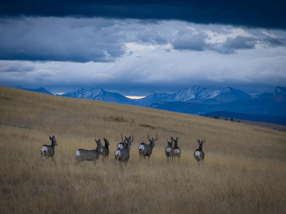 Wild deer on ranch