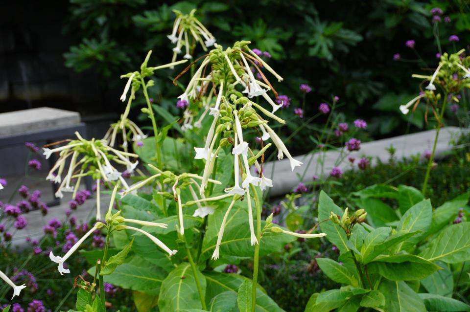 Nicotiana flower and foliage