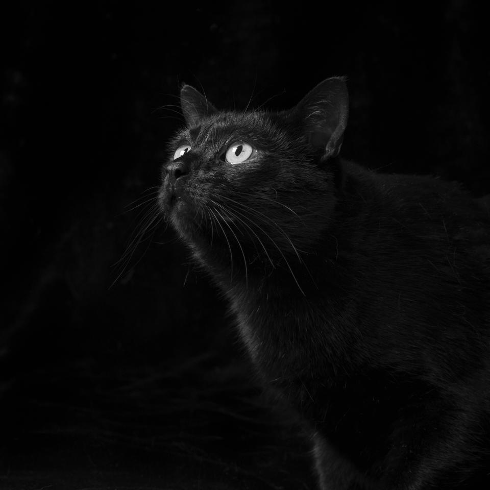 Gabriel was dumped as a tiny kitten and had to be bottle fed. (Photo: Emma O' Brien/Caters News)