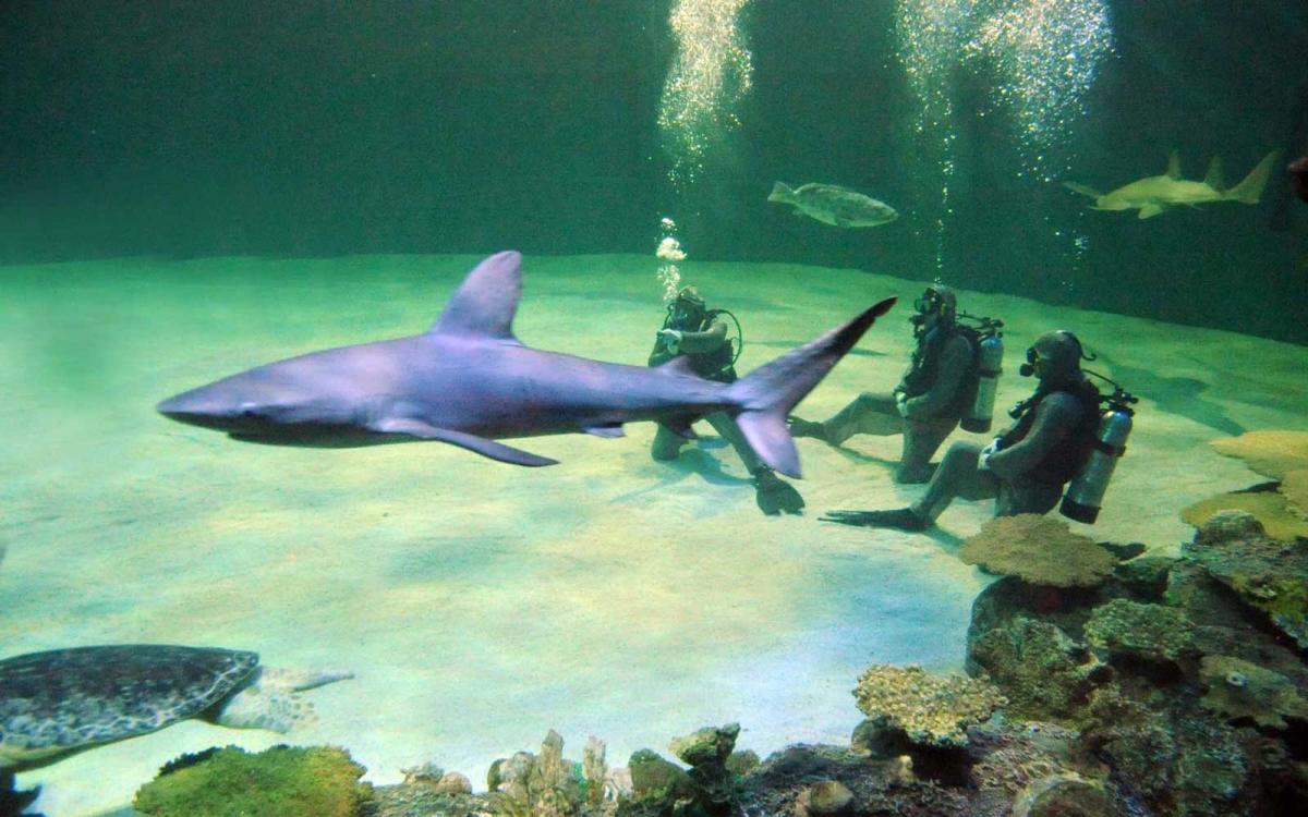 you-can-swim-with-sharks-in-the-middle-of-the-desert-at-las-vegas