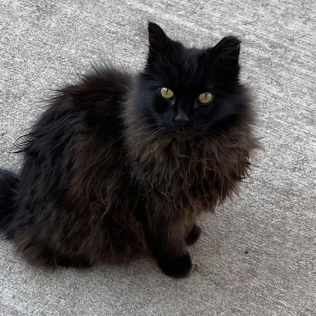 Smokey, also known as Denver's Coors Field Cat, is looking for his forever home in Colorado.