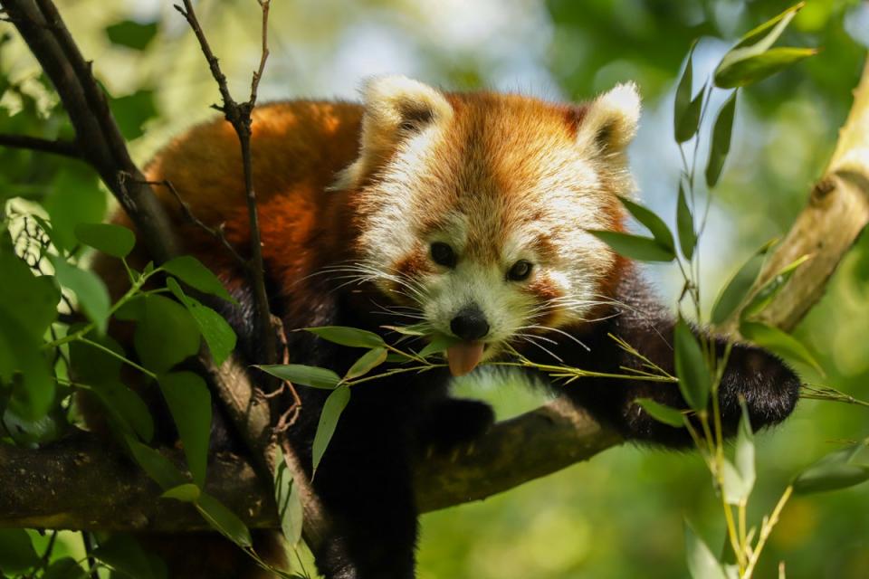 Image of Sundara, the red panda which escaped from Newquay Zoo and was seen wandering the streets (WildPlanetTrust)