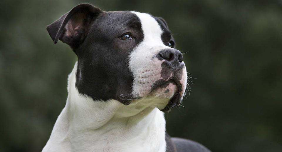 American Staffordshire Terrier puppy.