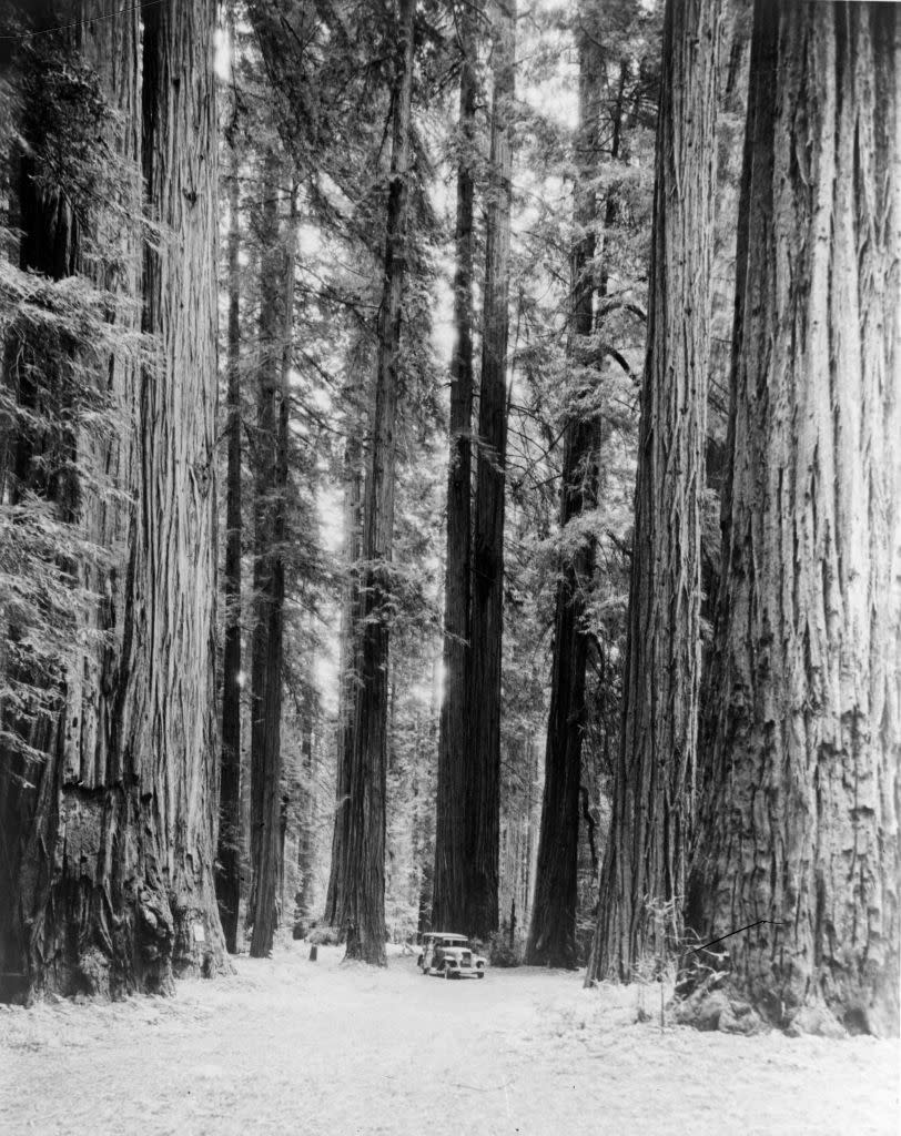 A car parked near some redwoods