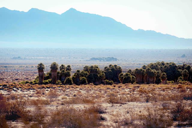 <p>Watchara Phomicinda/MediaNews Group/The Press-Enterprise via Getty</p> Stock image of Joshua Tree National Park