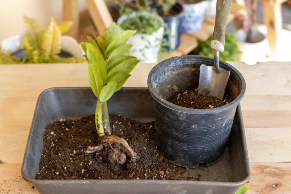 zz plant repotting and transplanting