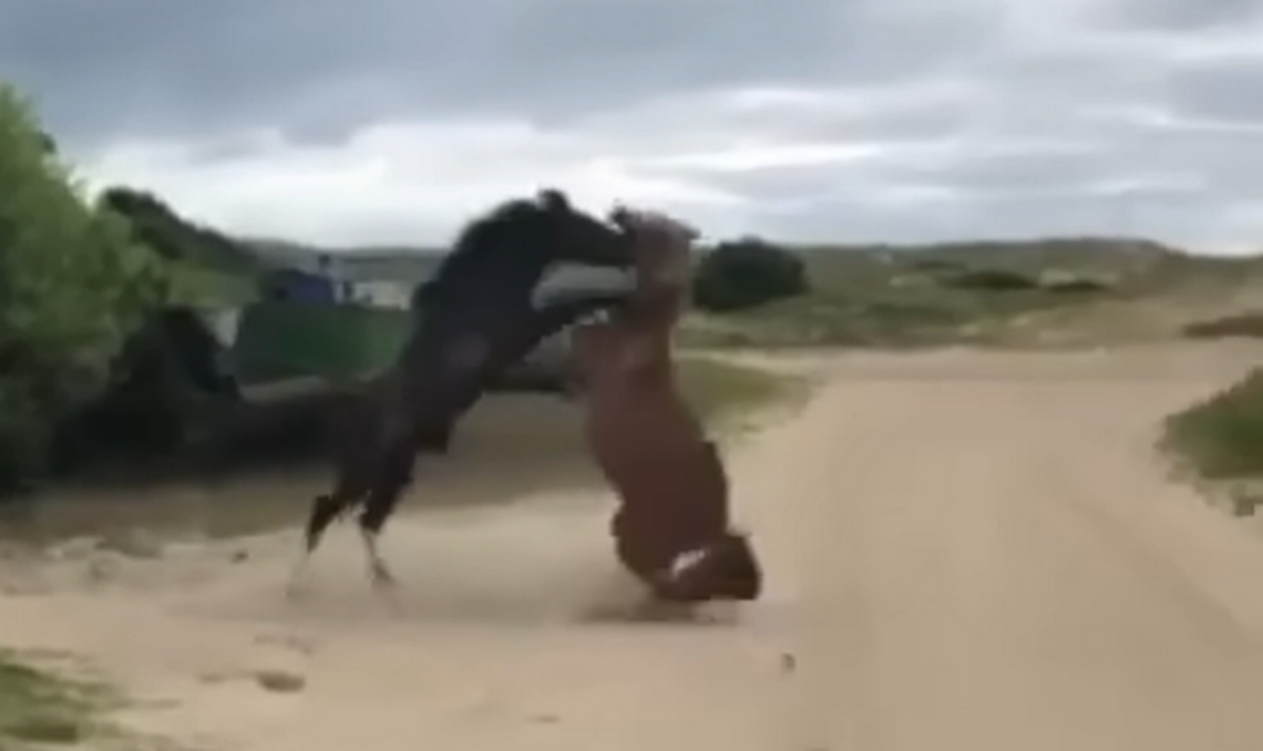 Two wild horses on North Carolina’s Outer Banks engaged in brutal fight on a Corolla road, and it was recorded by passerby Mark Malbon.