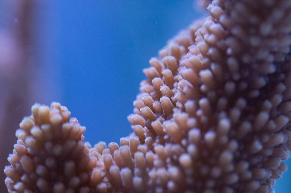 Un fragmento de coral en un laboratorio de la Escuela Rosenstiel de Ciencias Marinas, Atmosféricas y de la Tierra, el martes 1º de agosto de 2023, en Miami, Florida. Lauren Witte/lwitte@miamiherald.com