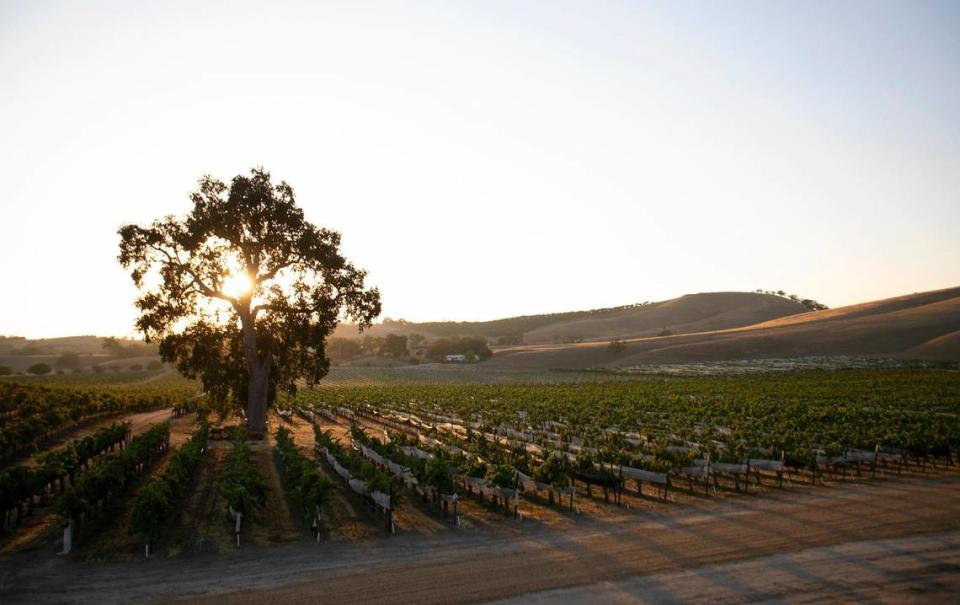 Third Wheel Tours, a new sidecar motorcycle wine tour, partners with Cass Winery in Paso Robles to take customers on tasting trips into the vineyard. Laura Dickinson/ldickinson@thetribunenews.com