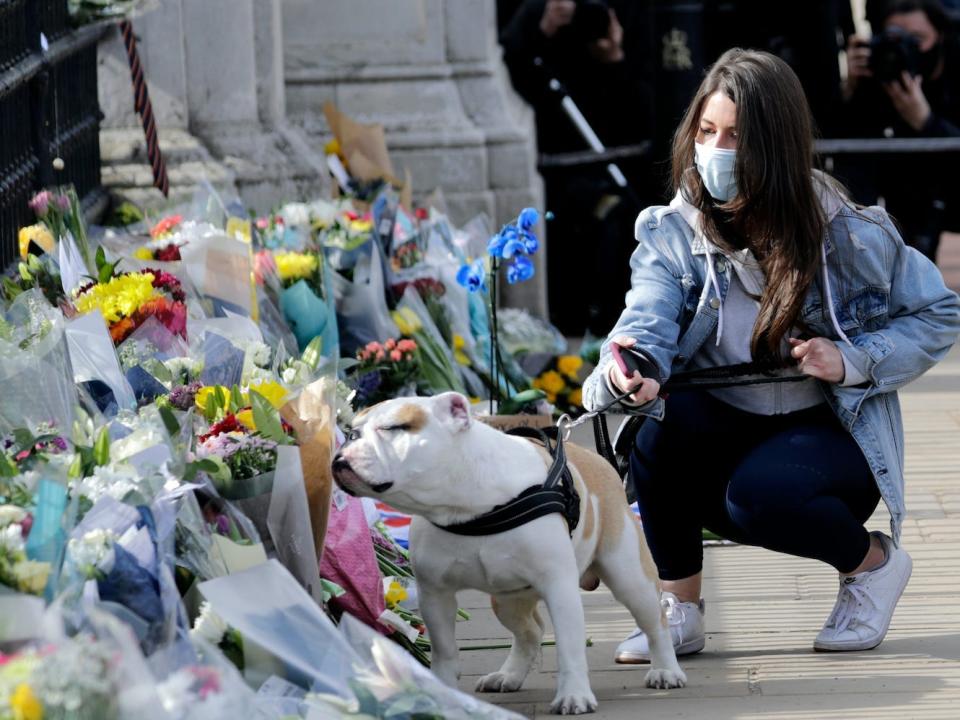 A dog smells the flowers in the floral tributes outside of Buckingham Palace on April 09, 2021 in London.
