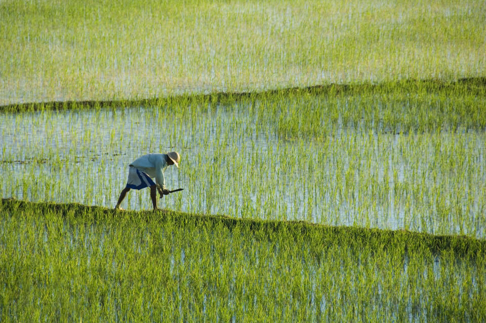 Madagascar (Crédit : Getty Images)