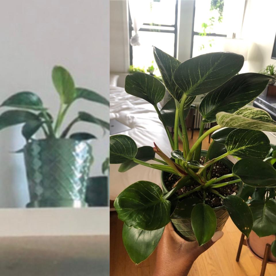 Sometimes plant care isn't seamless, but this green baby can handle quite a bit. Place it in a sunny area with indirect light for optimal growth.<br /><br /><strong>Promising review:</strong> "I got my philodendron birkin from <a href="https://www.awin1.com/cread.php?awinmid=6220&amp;awinaffid=837483&amp;clickref=HPThingsMakePeopleThinkExpertPlantParent--60bf9219e4b04694aec40c23&amp;ued=https%3A%2F%2Fwww.etsy.com%2Fshop%2FBrumleyandBloom" target="_blank" rel="nofollow noopener noreferrer" data-skimlinks-tracking="5929401" data-vars-affiliate="AWIN" data-vars-campaign="SHOPexpertplantparentforbes4-20-21-5929401" data-vars-href="https://www.awin1.com/cread.php?awinmid=6220&amp;awinaffid=304459&amp;clickref=SHOPexpertplantparentforbes4-20-21-5929401&amp;ued=https%3A%2F%2Fwww.etsy.com%2Flisting%2F826324121%2Fphilodendron-birkin-variegated-4-rare" data-vars-link-id="16644573" data-vars-price="" data-vars-product-id="21087995" data-vars-product-img="https://i.etsystatic.com/14339179/r/il/d659d1/2416740955/il_1588xN.2416740955_okcb.jpg" data-vars-product-title="Philodendron Birkin - Variegated - 4&rdquo; Rare Plant - Trendy Houseplant" data-vars-redirecturl="https://bloomscape.com/product/philodendron-birkin/" data-vars-retailers="etsy" data-ml-dynamic="true" data-ml-dynamic-type="sl" data-orig-url="https://www.awin1.com/cread.php?awinmid=6220&amp;awinaffid=304459&amp;clickref=SHOPexpertplantparentforbes4-20-21-5929401&amp;ued=https%3A%2F%2Fwww.etsy.com%2Flisting%2F826324121%2Fphilodendron-birkin-variegated-4-rare" data-ml-id="29">Brumley and Bloom</a> and it's a trooper. I repotted it as soon as it arrived (big no-no) and subjected it to a chaotic watering schedule before I learned better. Somehow, it's still pushing out beautifully variegated foliage with no problems." &mdash; <a href="https://www.buzzfeed.com/christineforbes" target="_blank" rel="noopener noreferrer">Christine Forbes</a><br /><br /><a href="https://www.awin1.com/cread.php?awinmid=6220&amp;awinaffid=837483&amp;clickref=HPThingsMakePeopleThinkExpertPlantParent--60bf9219e4b04694aec40c23&amp;ued=https%3A%2F%2Fwww.etsy.com%2Flisting%2F826324121%2Fphilodendron-birkin-variegated-4-rare%3F" target="_blank" rel="noopener noreferrer"><strong>Get it from Brumley and Bloom on Etsy for $21.25.</strong></a>