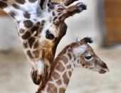 <p>Die kleine Giraffe genießt die Zuneigung ihrer Mama. (Foto: AP Images) </p>