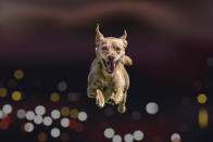<p>Der Schweizer Fotograf Peter Müller war plötzlich inspiriert: Ein Freund von ihm hatte ein Wohltätigkeitsevent organisiert, in dessen Rahmen Hunde um die Wette laufen mussten. Peters Kamera klickte im Sekundentakt. (Foto: Peter Mueller / Caters News) </p>