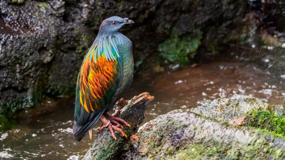 The Nicobar pigeon, native to the coastal regions from the Andaman and Nicobar Islands, is the closest living relative to the dodo. - Arterra/Universal Images Group/Getty Images