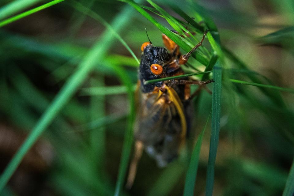A cicada crawls through the grass at Phillips Park in Newark Monday, May 24, 2021.