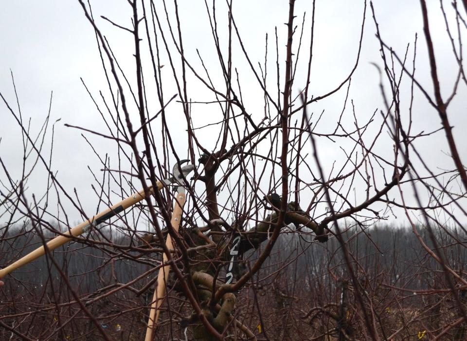 The central leader is the dominant shoot in the center of the apple tree. Branches around it are pruned into a trellis-like pyramid shape with longer branches more horizontal at the base. This helps keep the tree open to light and air circulation.