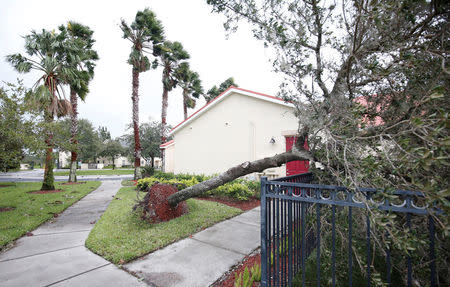 An uprooted tree is seen at a condo community in wake of Hurricane Irma making landfall in Kissimmee, Florida, U.S. September 11, 2017. REUTERS/Gregg Newton