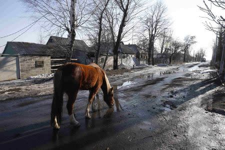 A horse drinks water from a puddle on a road in Debaltseve February 20, 2015. REUTERS/Baz Ratner