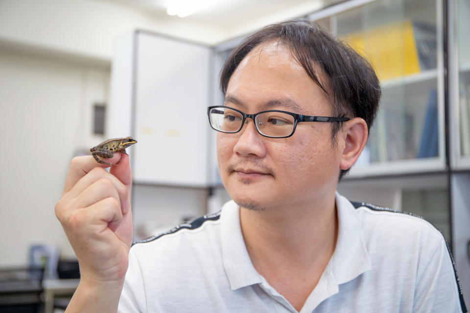 興大生命科學系莊銘豐助理教授為國內少數的蛙類研究學者，積極投入蛙類保育。