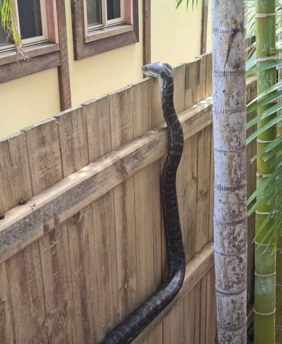 snake peeping its head over a fence
