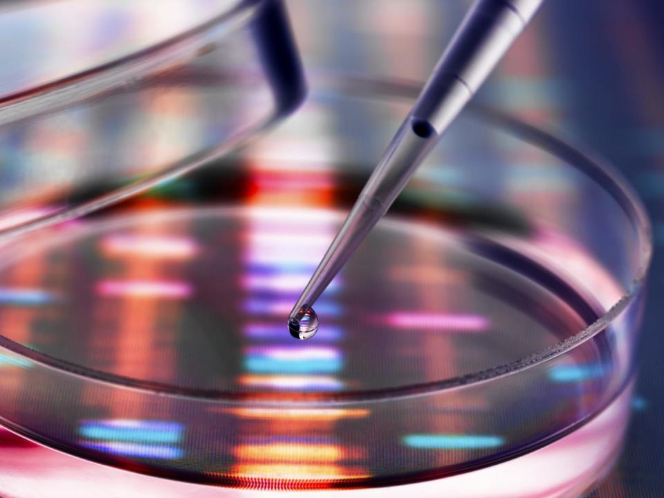 Sample of DNA being pipetted into a petri dish over genetic results