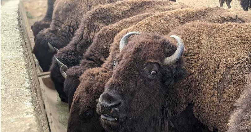 六福村內的動物每月食物花費500萬元，休園期間每個月支出就要燒3000萬元以上。（圖／六福村提供）