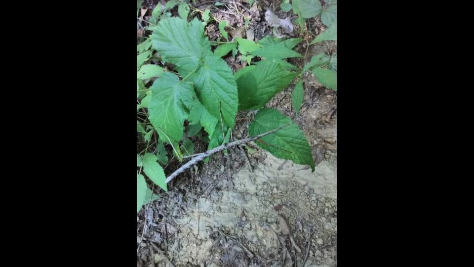 There’s a big bug in this photo taken in Great Smoky Mountains National Park. Can you find it?