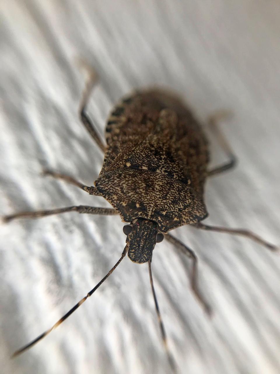 The brown marmorated stink bug is invading the area.